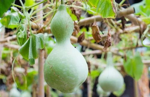 吃葫芦瓜视频素材下载免费,免费下载视频，解锁家常烹饪秘诀  第2张